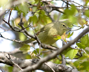 Orange crowned Warbler